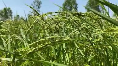 泰国农业生活方式理念。 农业农村生活用于水稻种植，绿色年轻水稻种植